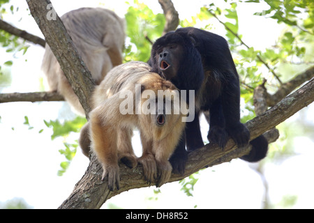 Nero e oro scimmie urlatrici (Aloutta curaya). Chiamando. Sinistra femmina, maschio diritto. America Centrale e America del Sud. Durrell Zoo Jersey. Foto Stock