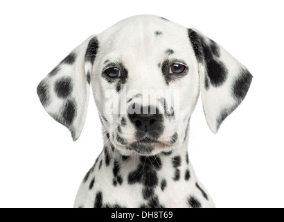 Close-up di un cucciolo dalmata affacciata, guardando la telecamera contro uno sfondo bianco Foto Stock