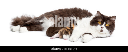 British Longhair giacente guardando la telecamera, alimentando i suoi gattini, contro uno sfondo bianco Foto Stock