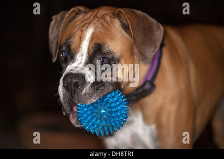 Cane Boxer con una sfera blu, Novato, Marin County, California, Stati Uniti d'America. Foto Stock