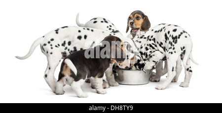 Gruppo di Dalmazia e cuccioli di Beagle a mangiare tutti insieme contro uno sfondo bianco Foto Stock