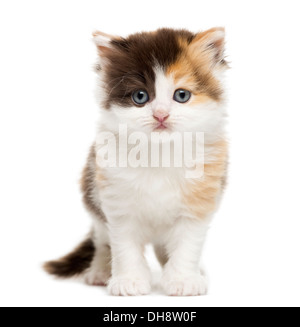 Vista frontale di un altopiano gattino dritto contro uno sfondo bianco Foto Stock