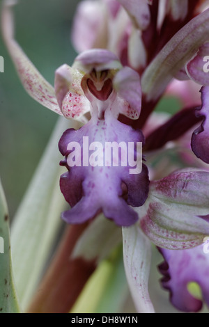 Himantoglossum robertianum, precedentemente Barlia robertiana, nel sud della Francia Foto Stock