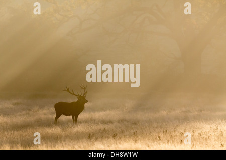 Red Deer stag stagliano nella luce del sole di mattina Foto Stock