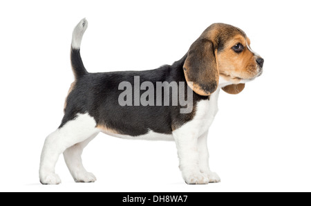 Vista laterale di un cucciolo di Beagle in piedi contro uno sfondo bianco Foto Stock