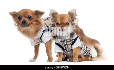 Due vestito Chihuahuas accanto a ogni altra contro uno sfondo bianco Foto Stock