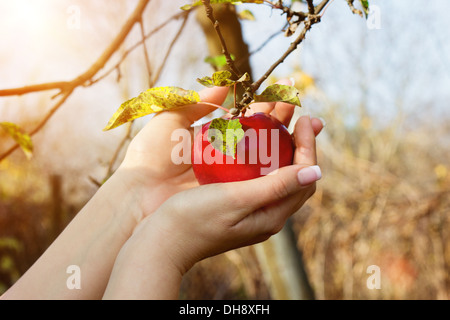 La donna ha le mani tenendo giù red apple da albero in un giardino Foto Stock