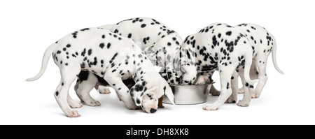 Gruppo di cuccioli dalmata di mangiare tutti insieme contro uno sfondo bianco Foto Stock