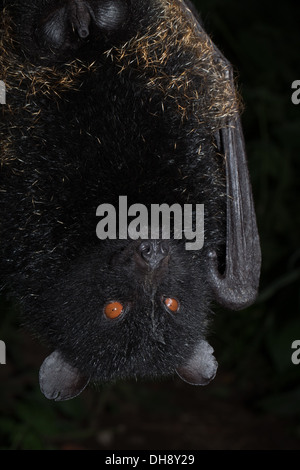 Livingstone di frutta Bat (Pteropus livingstonii). In pericolo critico. Limitato a una sola isola Anjouan. Comores, Oceano Indiano. Foto Stock