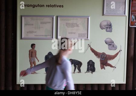 Istruzione e grafici interpretativi; oggetto primati. Durrell Wildlife Conservation Trust, Jersey, Isole del Canale, UK. Foto Stock