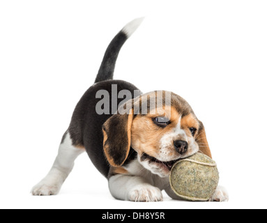 Vista frontale di un cucciolo di Beagle mordere una palla da tennis contro uno sfondo bianco Foto Stock