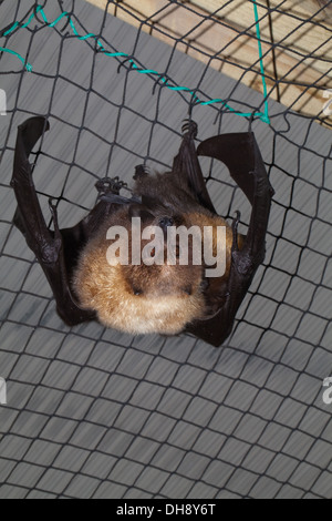 Rodrigues Flying Fox (Pteropus rodricensis). In pericolo critico. Limitato a isola Rodrigues, SW Oceano Indiano. Foto Stock