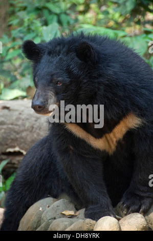 Verticale fino in prossimità di un asiatico Black Bear. Foto Stock