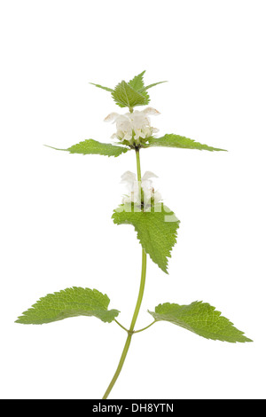 Fiore bianco morti di ortica(Lamium album)su bianco Foto Stock