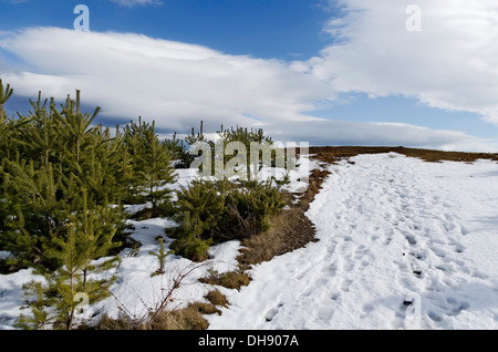 Soleggiata giornata invernale in montagna plana, Bulgaria Foto Stock