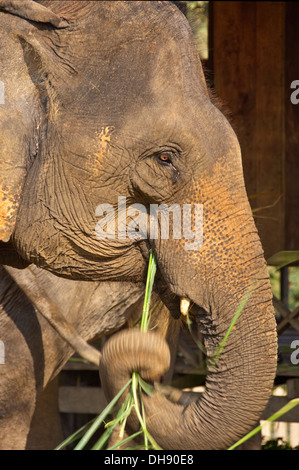 Verticale fino in prossimità di un adulto elefante indiano di mangiare la canna da zucchero in Laos. Foto Stock