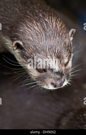 Asian piccoli artigli Lontra (Aonyx cinerea). Ritratto. Specie più piccole di lontra. Foto Stock