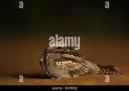 Nightjar (Caprimulgus europaeus) di appoggio al suolo. Europa Foto Stock