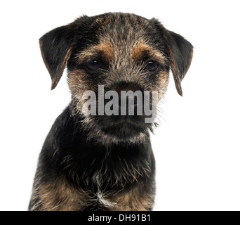 Close-up di un Border Terrier cucciolo, guardando la telecamera contro uno sfondo bianco Foto Stock