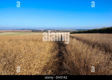 Un campo di ripe colza o olio di colza sul pendio di una collina nel Yorkshire wolds, Inghilterra sotto un cielo blu Foto Stock