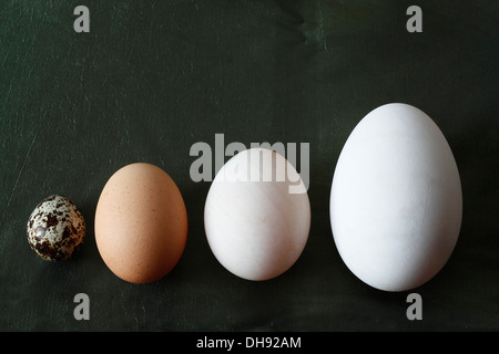 Oche, anatre, quaglie e uova di gallina. Foto Stock