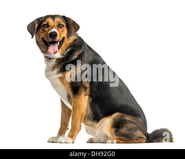 Vista laterale di un'Appenzeller mountain dog sitter, ansimando contro uno sfondo bianco Foto Stock