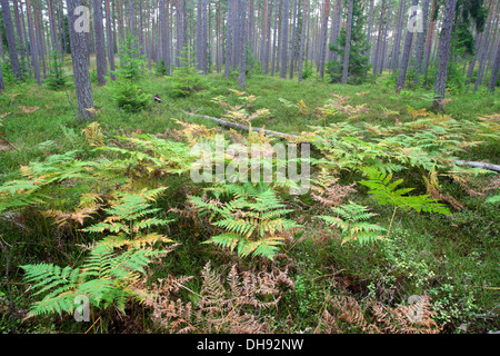 Felci nella foresta di pini, Hiiumaa island, Kõpu penisola, Estonia, Europa Foto Stock