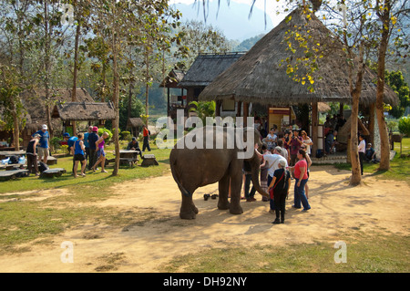 Chiudere orizzontale fino di turisti occidentali ad un elefante santuario in Laos. Foto Stock