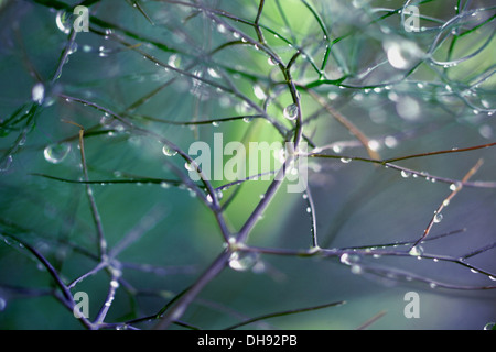 Gocce di rugiada su impianto Foto Stock