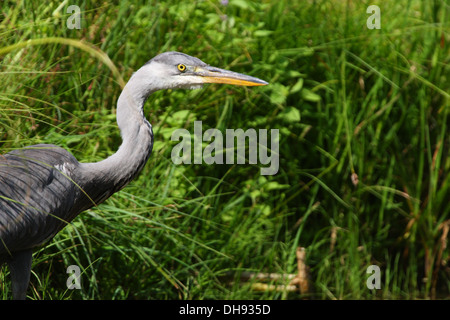 Wild airone cinerino (Ardea cinerea) in estate, l'Europa. Foto Stock