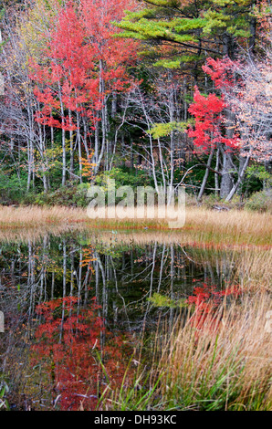 Scarlet fogliame di autunno e di erbe palustri riflessa in Eagle Lake, il Parco Nazionale di Acadia, Maine. Foto Stock