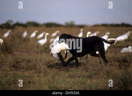 Nero Labrador Retriever cane il recupero di un snow goose (Chen caerulescens) mentre la caccia di oche vicino a Port Lavaca Texas Foto Stock