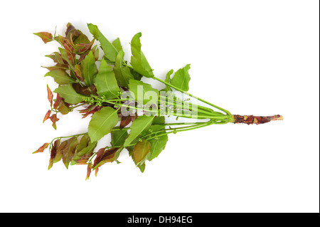 Neem foglie e fiori Foto Stock