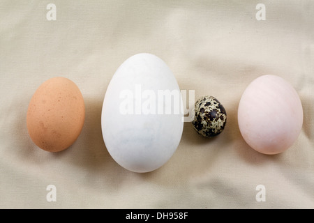 Oche, anatre, quaglie e uova di gallina. Foto Stock