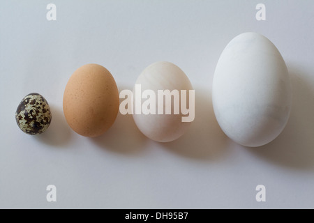 Oche, anatre, quaglie e uova di gallina. Foto Stock