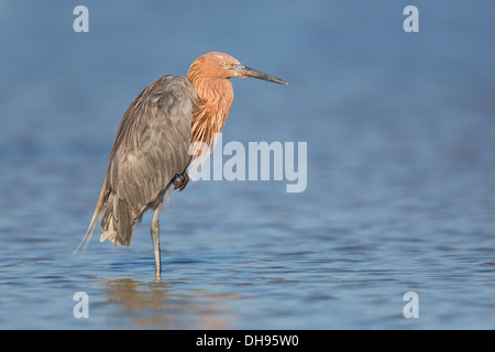 Reddish Garzetta (Egretta rufescens) in piedi in acqua - Fort Desoto, Florida Foto Stock