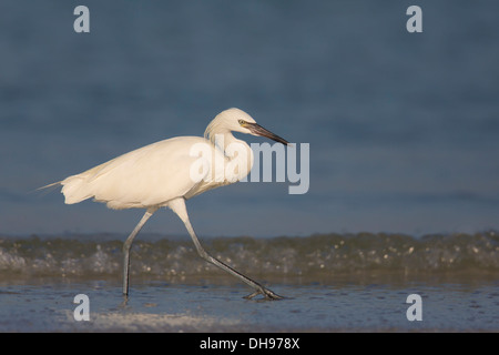 Bianco rossastro morph Garzetta (Egretta rufescens) camminando lungo la spiaggia - Fort Desoto, Florida Foto Stock