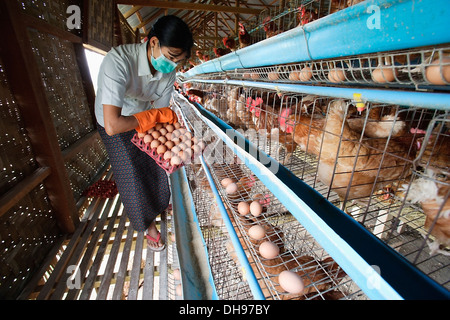 Gli agricoltori di Bago durante un focolaio di influenza aviaria o H5N1, di raccolta e di uova di impilamento in vendita; Yangon, Birmania Foto Stock