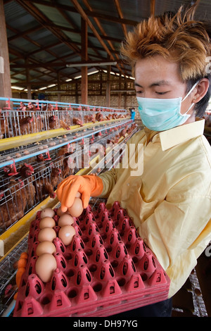 Gli agricoltori di Bago durante un focolaio di influenza aviaria o H5N1, di raccolta e di uova di impilamento in vendita; Yangon, Birmania Foto Stock