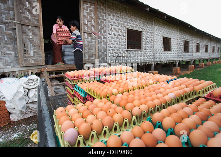 Gli agricoltori di Bago durante un focolaio di influenza aviaria o H5N1, di raccolta e di uova di impilamento in vendita; Yangon, Birmania Foto Stock