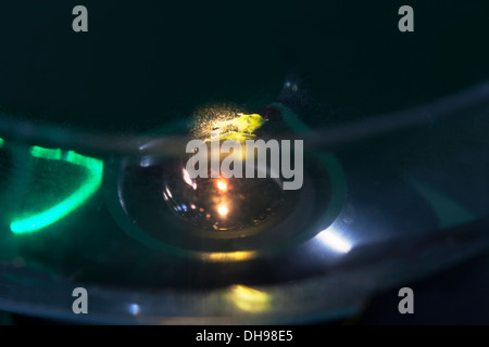 Ricerca sullo streaming citoplasmatico. Cellule di piante acquatiche Chara coralline in piastra Petri sotto l'obiettivo del microscopio. REGNO UNITO Foto Stock