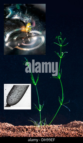 Composito. Ricerca sul flusso citoplasmatico utilizzando alghe a cellule giganti acquatiche di acqua dolce Chara coralline in primo piano e al microscopio. Uso medico Foto Stock