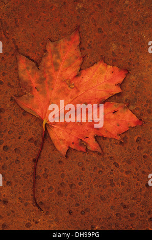 Acero Acer rubrum. Studio shot di scarlatto autunno Foglia di acero rosso marrone di tornitura e giacente sul metallo arrugginito foglio. Foto Stock