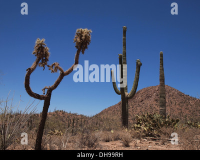 Teddy Bear Cholla e cactus Saguaro giganti crescente selvatici lungo una strada in Tucson, Arizona, Stati Uniti d'America Foto Stock