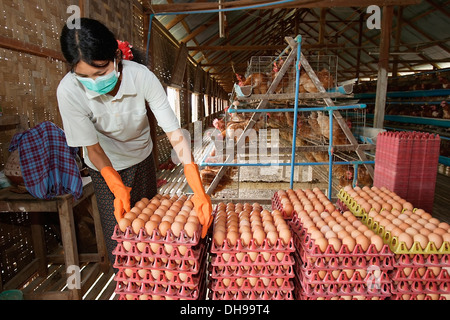 Gli agricoltori di Bago durante un focolaio di influenza aviaria o H5N1, di raccolta e di uova di impilamento in vendita; Yangon, Birmania Foto Stock