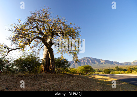 Baobab a Mpumalanga in Sudafrica Foto Stock