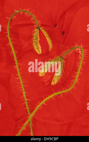 Il papavero Papaver rhoeas. Due steli pelose di papavero comune con apertura di boccioli di fiori che giace su un fondo di papavero rosso petali e Foto Stock