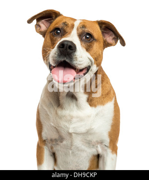 Close-up di un American Bulldog ansimando contro uno sfondo bianco Foto Stock