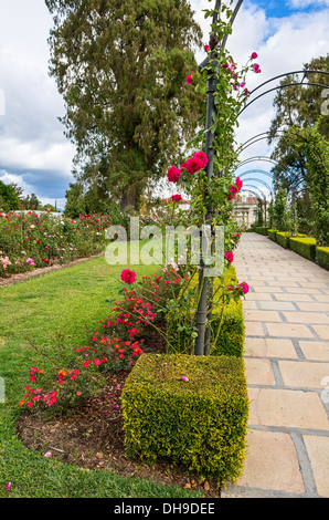 Bellissimo giardino di rose di la Biblioteca di Huntington. Foto Stock