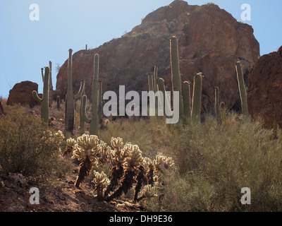 Teddy Bear Cholla e cactus Saguaro giganti crescente selvatici lungo una strada in Tucson, Arizona, Stati Uniti d'America Foto Stock